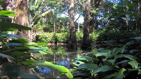 Floresta da Tijuca